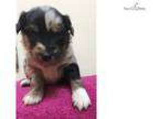 Miniature Australian Shepherd Puppy for sale in Lexington, KY, USA