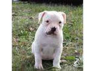 American Bulldog Puppy for sale in Kansas City, MO, USA