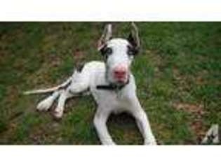 Great Dane Puppy for sale in AIKEN, SC, USA