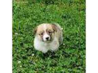 Pembroke Welsh Corgi Puppy for sale in Perry, MO, USA