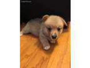 Pembroke Welsh Corgi Puppy for sale in Slidell, LA, USA