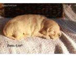 Golden Retriever Puppy for sale in Mifflinburg, PA, USA