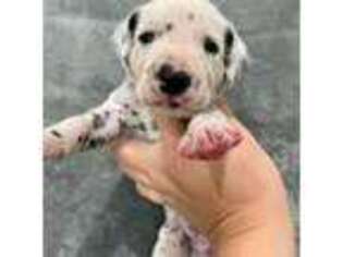 Dalmatian Puppy for sale in Tampa, FL, USA