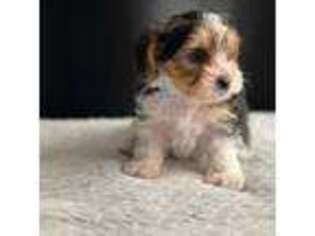 Yorkshire Terrier Puppy for sale in Aurora, CO, USA