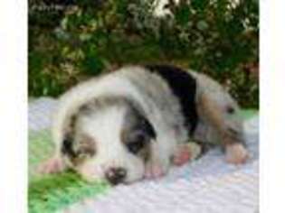 Australian Shepherd Puppy for sale in Waynesburg, KY, USA