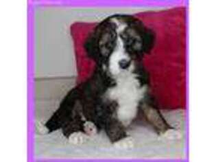 Mutt Puppy for sale in Russell Springs, KY, USA