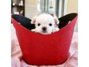 Maltese Puppy for sale in Cypress, CA, USA