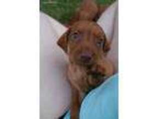 Vizsla Puppy for sale in New Palestine, IN, USA