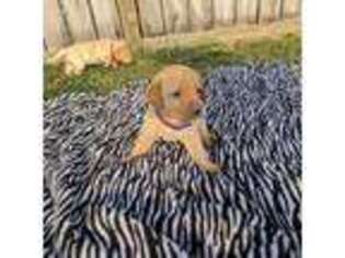 Labrador Retriever Puppy for sale in Ronks, PA, USA