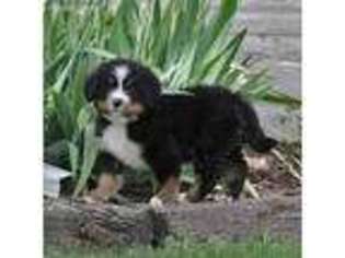 Bernese Mountain Dog Puppy for sale in Wellman, IA, USA