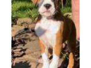 Boxer Puppy for sale in New City, NY, USA