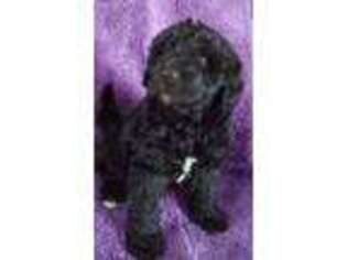 Labradoodle Puppy for sale in Seymour, WI, USA