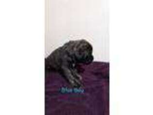 Mastiff Puppy for sale in Bluffton, IN, USA