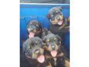 Rottweiler Puppy for sale in Fresno, CA, USA