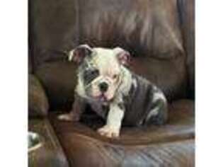 Bulldog Puppy for sale in Santo, TX, USA