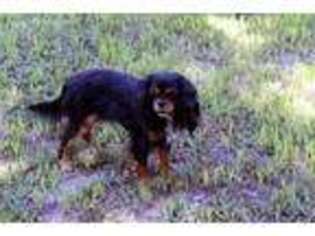 Cavalier King Charles Spaniel Puppy for sale in Waynesville, MO, USA