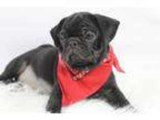 Pug Puppy for sale in HONOBIA, OK, USA