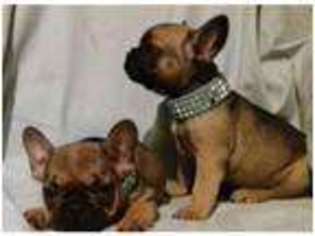 French Bulldog Puppy for sale in London, Greater London (England), United Kingdom
