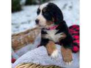 Bernese Mountain Dog Puppy for sale in Delphos, OH, USA
