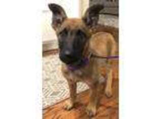 Belgian Malinois Puppy for sale in Denver, CO, USA