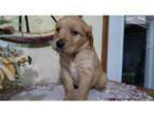 Golden Retriever Puppy for sale in Ann Arbor, MI, USA