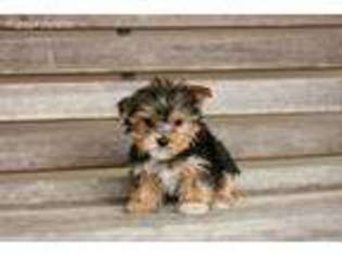 Mutt Puppy for sale in Somerville, TN, USA