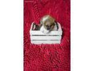 Pembroke Welsh Corgi Puppy for sale in Pella, IA, USA