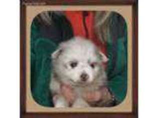 Pomeranian Puppy for sale in Boling, TX, USA