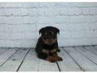 Rottweiler Puppy for sale in Sullivan, IL, USA
