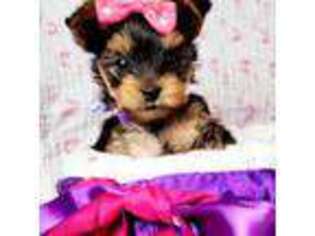 Yorkshire Terrier Puppy for sale in Brooklyn, NY, USA