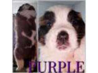 Saint Bernard Puppy for sale in Largo, FL, USA