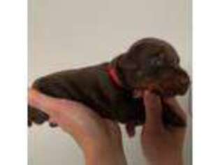 Doberman Pinscher Puppy for sale in Colorado Springs, CO, USA