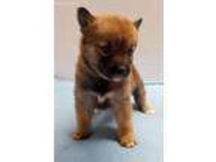 Shiba Inu Puppy for sale in Shipshewana, IN, USA
