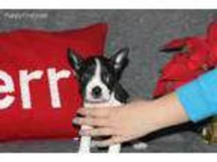 Boston Terrier Puppy for sale in Lowry City, MO, USA