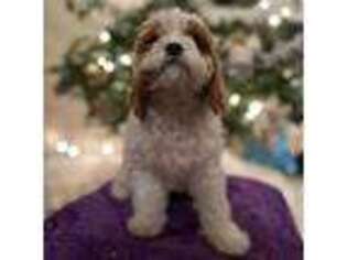 Cavapoo Puppy for sale in Orlando, FL, USA