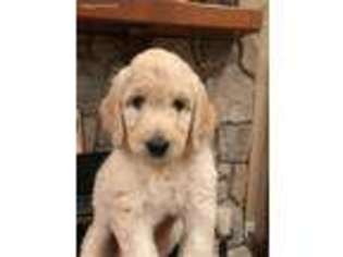 Labradoodle Puppy for sale in Hawkins, TX, USA