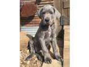Great Dane Puppy for sale in Granbury, TX, USA