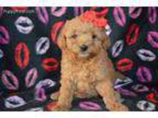 Goldendoodle Puppy for sale in Honey Brook, PA, USA
