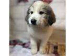 Great Pyrenees Puppy for sale in Kissimmee, FL, USA