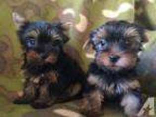 Yorkshire Terrier Puppy for sale in POWAY, CA, USA