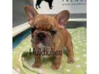French Bulldog Puppy for sale in Columbia, SC, USA