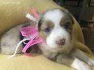Miniature Australian Shepherd Puppy for sale in Saint Joseph, MO, USA