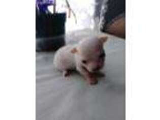 Chihuahua Puppy for sale in Summerville, SC, USA