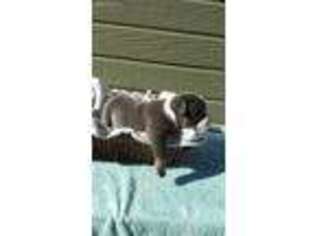Bulldog Puppy for sale in Mabton, WA, USA