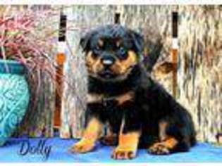 Rottweiler Puppy for sale in Neosho, MO, USA