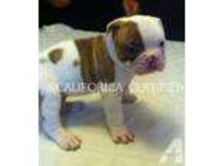 American Bulldog Puppy for sale in SAN BERNARDINO, CA, USA