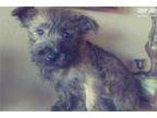 Cairn Terrier Puppy for sale in San Diego, CA, USA