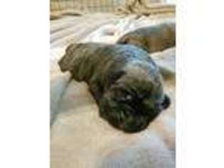 Mastiff Puppy for sale in Edwardsville, IL, USA