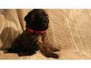Mutt Puppy for sale in Nerstrand, MN, USA