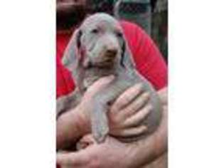 Weimaraner Puppy for sale in Edgefield, SC, USA